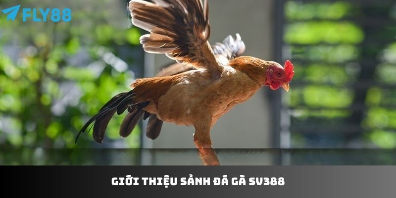 Loại hình cựa sắc của sảnh đá gà SV388 được nhiều người lựa chọn