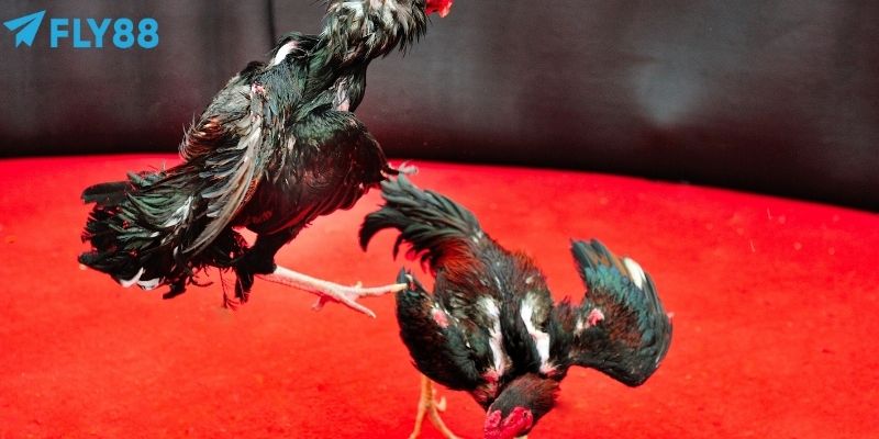 Tốc độ xử lý hình ảnh cực kỳ nhanh chóng